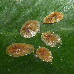 Coccus hesperidum